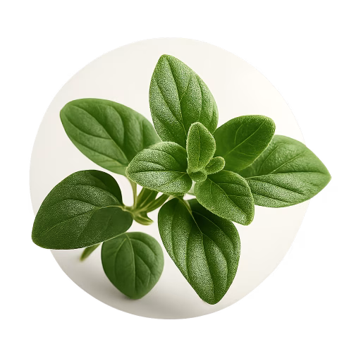 پونه کوهی - Oregano