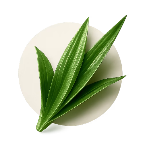 برگ پاندان - Pandan Leaf