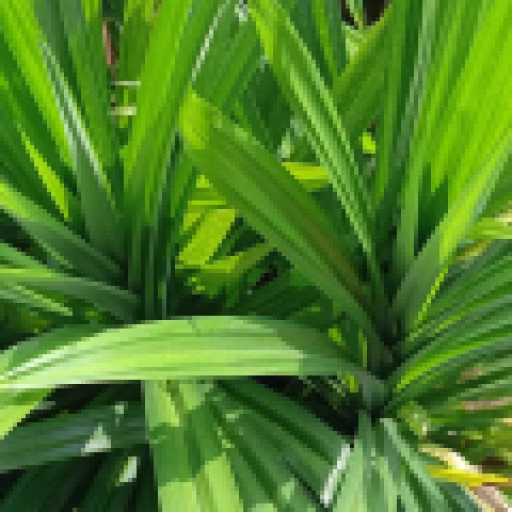 پاندان - Pandan