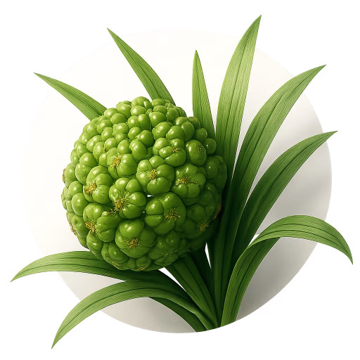 پاندانوس - Pandanus