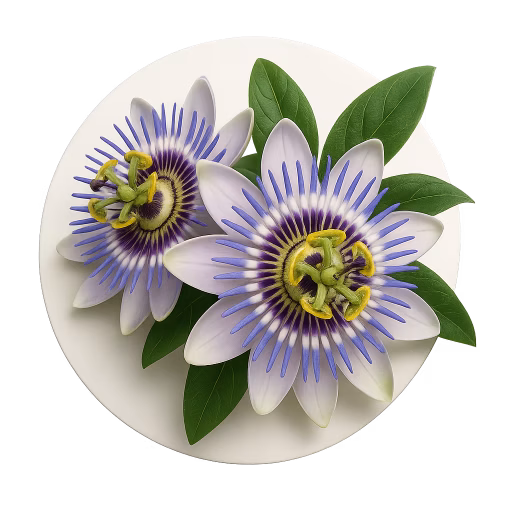 گل ساعتی - Passion Flower