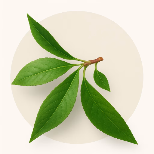 برگ هلو - Peach Leaf