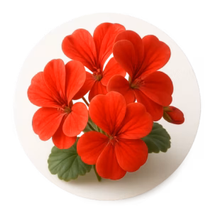 شمعدانی عطری