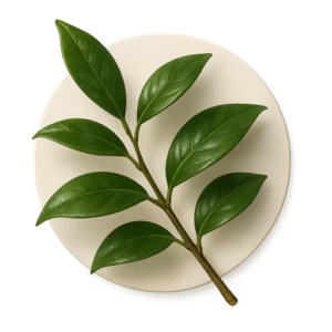 برگ و شاخه نارنج