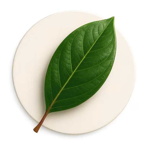 برگ پیمینتو - Pimento Leaf
