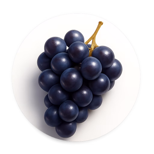 انگور پینو نوآر - Pinot Noir Grapes