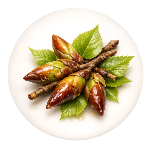 جوانه صنوبر - Poplar (Populus) Buds
