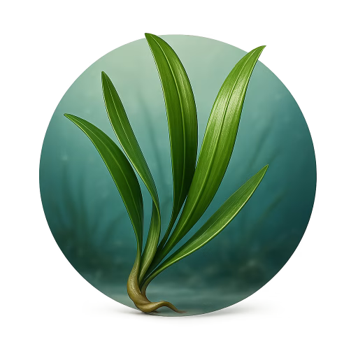 پوزیدونیا - Posidonia