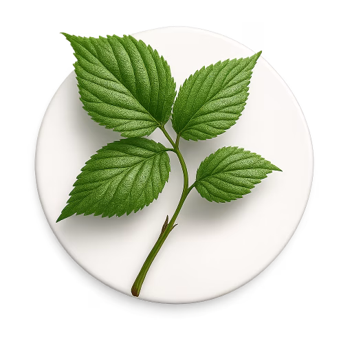 برگ تمشک - Raspberry leaf