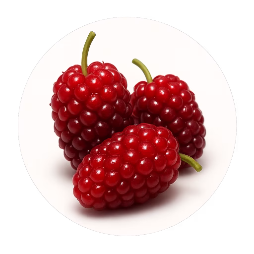 توت قرمز - Red Mulberry