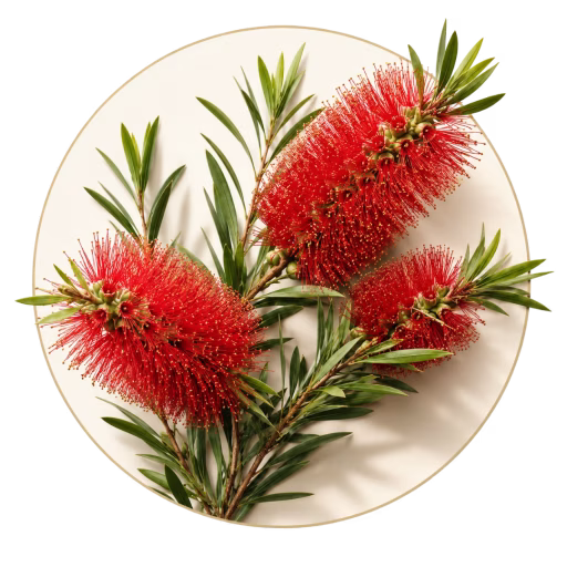 بید قرمز - Red Willow