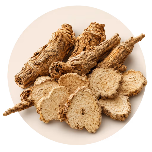 ریزوم آتراکتیلودس - Rhizoma Atractylodis