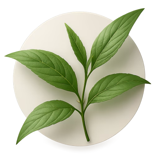 علف مار صباح - Sabah Snake Grass