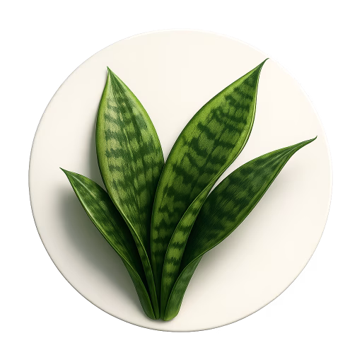 سانسوریا - Sansevieria