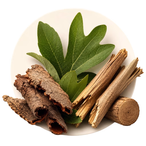 رازیانه‌بو - Sassafras