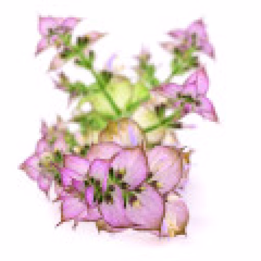 اسکلارن - Sclarene