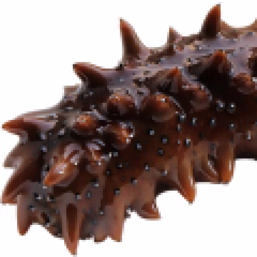 خیار دریایی - Sea cucumber