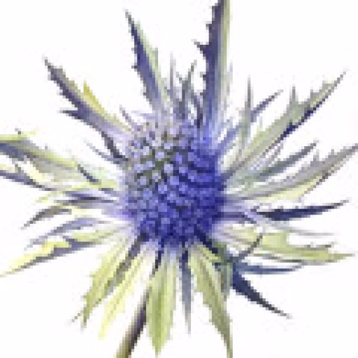 گل ارینجیوم دریایی - Sea Holly Flower