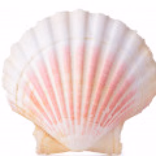 صدف دریایی - Sea Shells