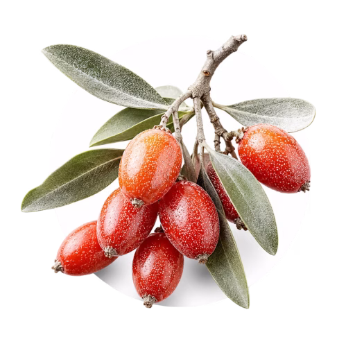 سیلوربری - Silverberry
