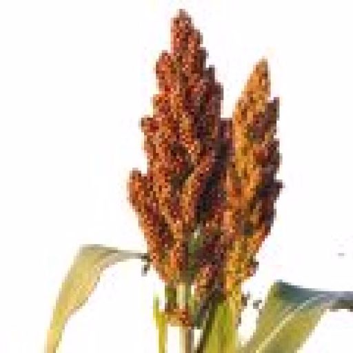 سورگوم - Sorghum