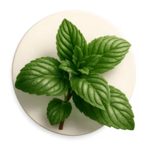 نعناع دشتی