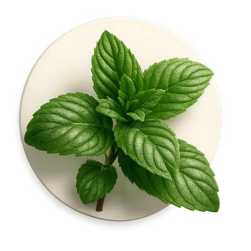 نعناع دشتی - Spearmint