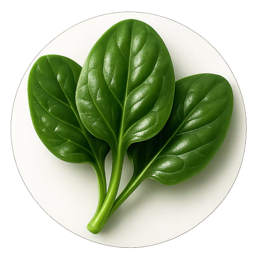 اسفناج - Spinach
