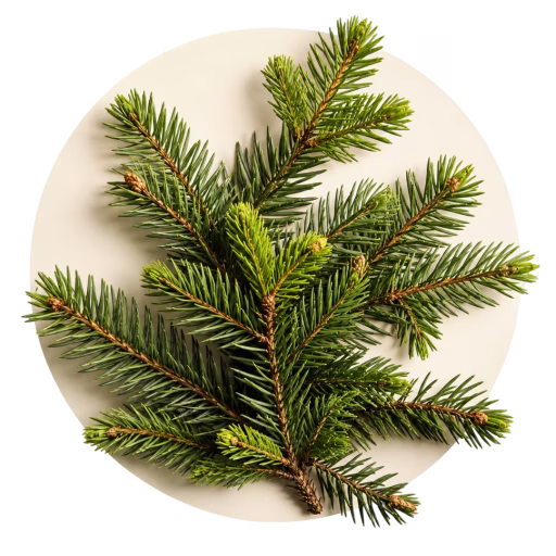 صنوبر نوئل - Spruce