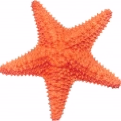 ستاره دریایی - Starfish