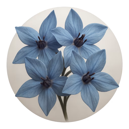 گل ستاره‌ - Starflower