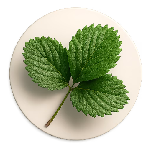 برگ توت‌فرنگی - Strawberry Leaf