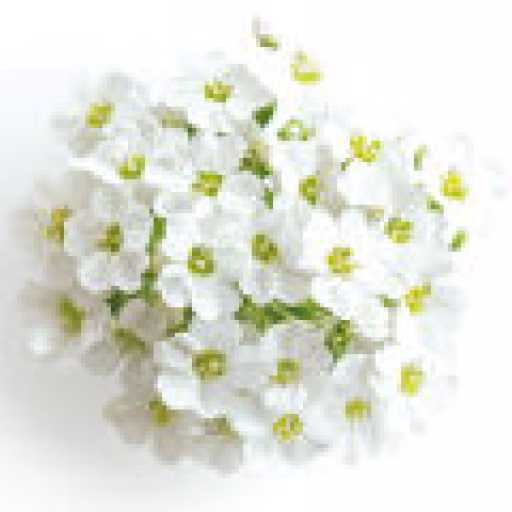 گل آلیسوم شیرین - Sweet Alyssum