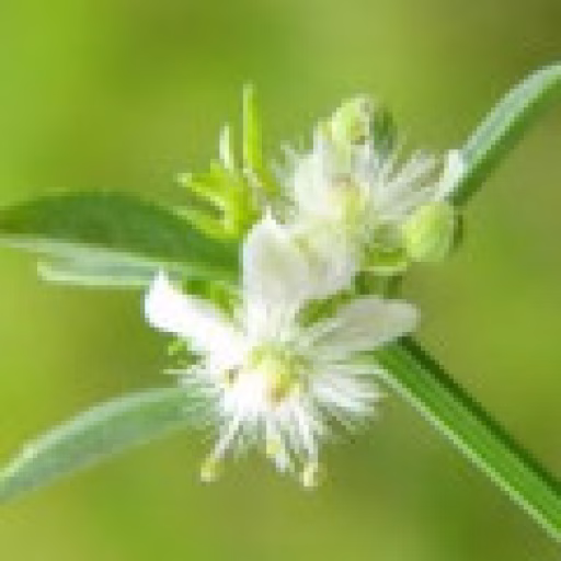اسکوپاریا شیرین - Sweet-Broom