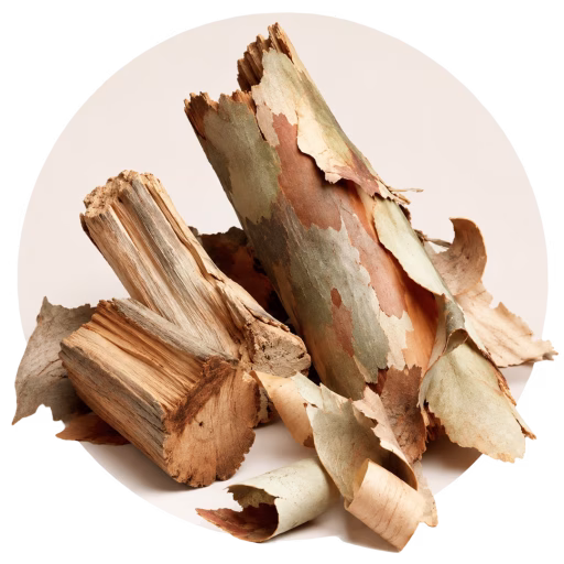 چنار آمریکایی - Sycamore