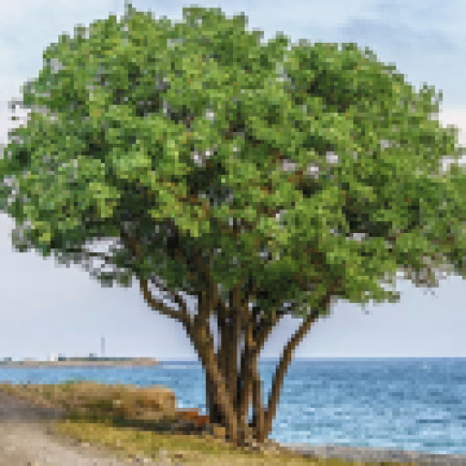 درخت بنه - Terebinth Tree