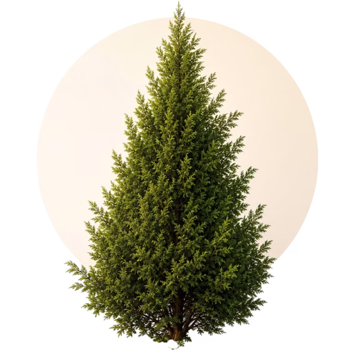 تویا - Thuja
