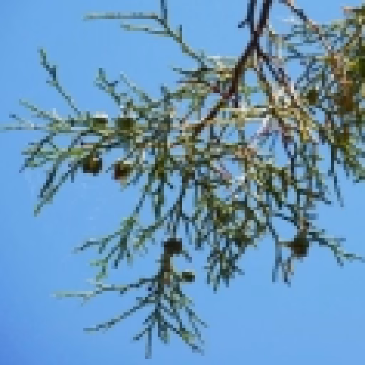 چوب تویا - Thyine Wood