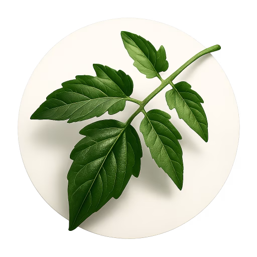برگ گوجه‌فرنگی - Tomato Leaf