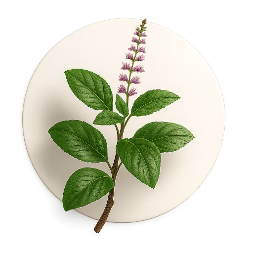ریحان مقدس - Tulsi