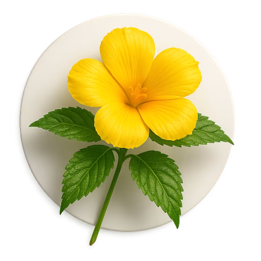 دامیانا - Turnera Diffusa (Damiana)