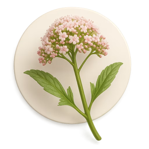 سنبل‌الطیب - Valerian