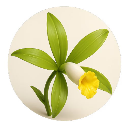 وانیل باهیانا - Vanilla Bahiana