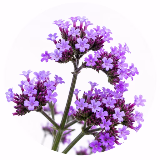 شاه‌پسند طبی - Vervain