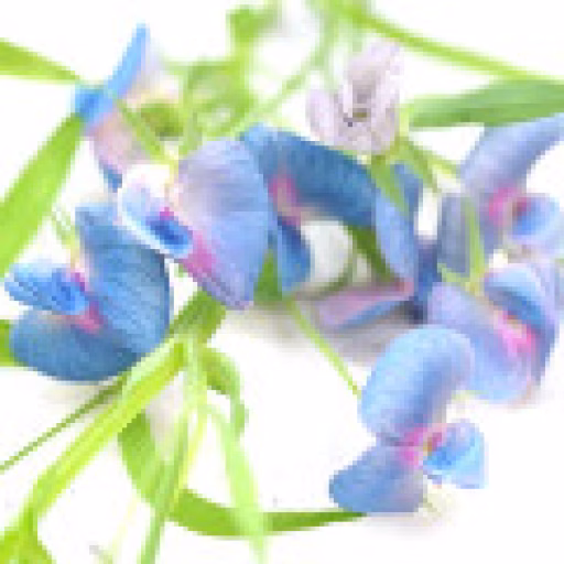 ماشک - Vetch