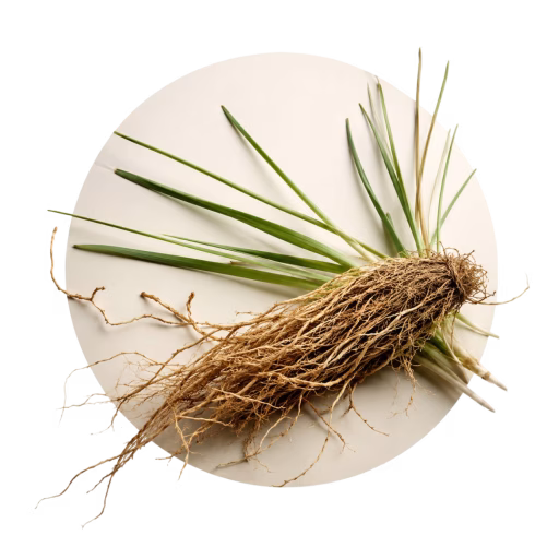 خس‌خس - Vetiver