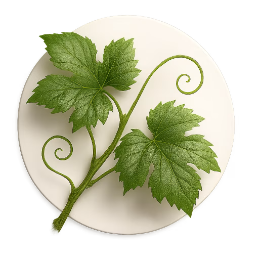 برگ مو - Vine