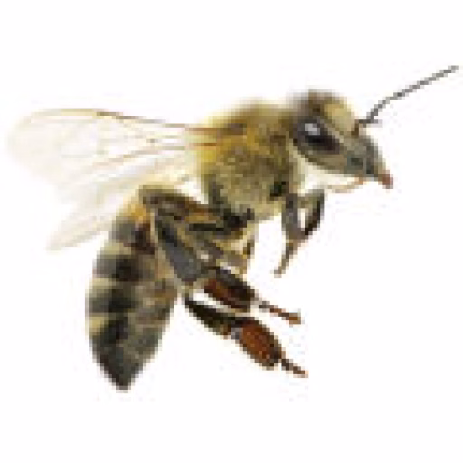 زنبور عسل غربی - Western Honey Bee
