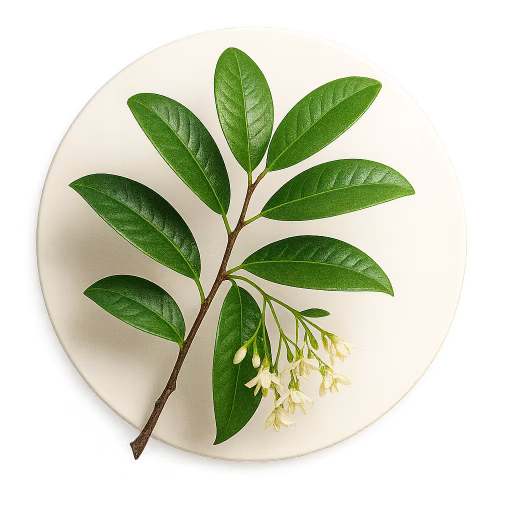 مرانتی سفید - White Meranti