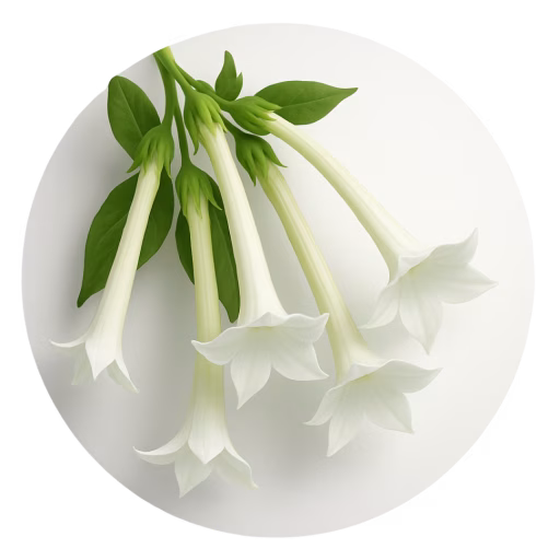 تنباکوی سفید - White Tobacco